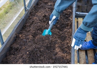 View Of Man Prepares  Garden Beds In Greenhouse In Early Spring. Home Gardening Concept. 