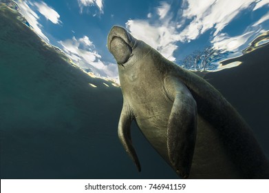 View Of Manatee Coming Up For A Breath Of Air On A Beautiful Florida Morning.  This Old Girl Was Swimming With A Group Of Manatees On A Chilly Day, Just Meandering Along.