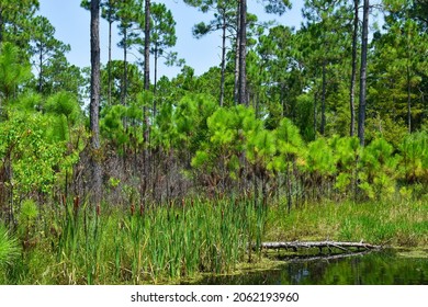 View of  mangrove with pine trees and aquatic plants. Conservation Park, Panma City Beach Florida, USA