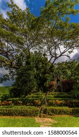 A View Of Manicured Hedges On The Edge Of The Rain Forest In St Kitts