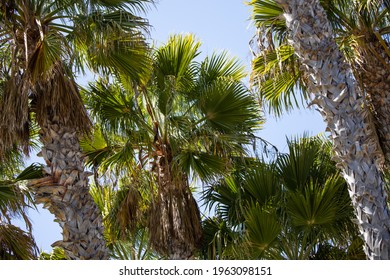 View Of Many Palm Trees With Some With Dead Fronds Ready To Be Removed. Palm Trees That Need Pruning.