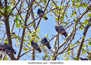 View of many pigeon relaxing in branches of tree summer or spring season, blue sky background in vintage tone, happy in one fine day with freedom concept