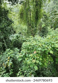 The view of many trees