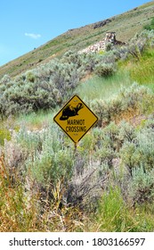 View Of A Marmot Crossing Sign On The Road In Grand Teton National Park In Wyoming, United States