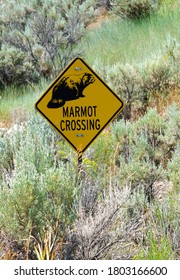 View Of A Marmot Crossing Sign On The Road In Grand Teton National Park In Wyoming, United States