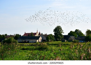 View of a massive flock of birds flying above vast fields, meadows, or pasturelands full of grass, herbs, and other flora spotted next to a small village or cottage with a big church at the edge of it
