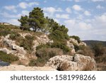 View of a massive stone covered by pine trees. Carmel mountain, Haifa, Israel  - Image