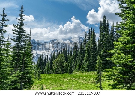 A view of a meadow with evergreen trees near Mount Rainier in Washington State.
