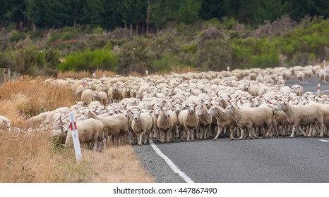 View Of The Merino Sheep In The Road In New Zealand