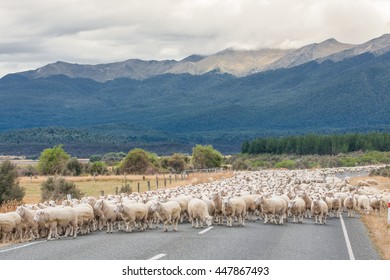 View Of The Merino Sheep In The Road In New Zealand