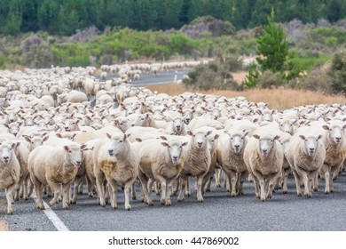 View of the Merino sheep in the road in New Zealand