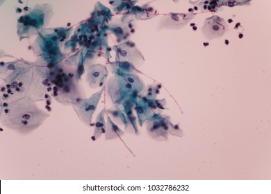 6,121 Fungus microscope Images, Stock Photos & Vectors | Shutterstock