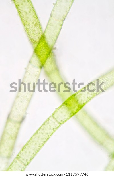 View Microscopy Green Algae Biological Education Stock Photo 1117599746 ...