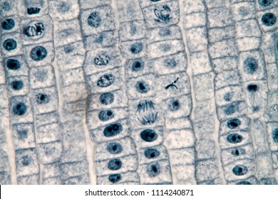 Metaphase Images Stock Photos Vectors Shutterstock