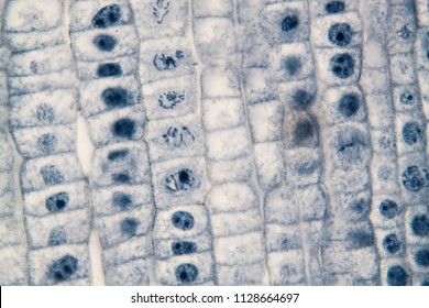 Cytokinesis Under Microscope