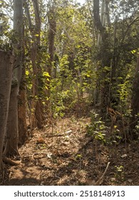 view in the middle of the forest