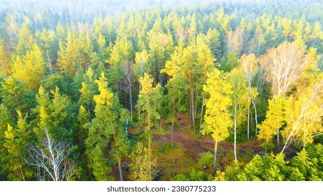 View of the mixed type forest from above