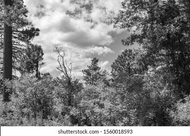 View From Mogollon Rim, Arizona