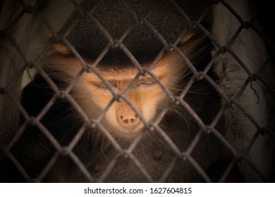 View Of Monkey In The Cage. The Illegal Wildlife Trade Problem.