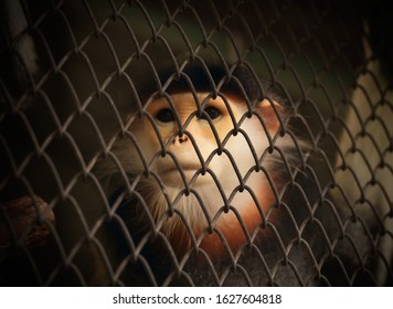 View Of Monkey In The Cage. The Illegal Wildlife Trade Problem.