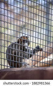 View Of Monkey In The Cage. The Illegal Wildlife Trade Problem.