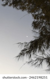 View of the moon through the trees.