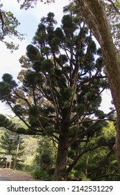 The View Of Moreton Bay Pine Or Hoop Pine In Botanic Garden, Wellington.