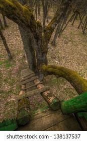 View From A Mossy Treehouse