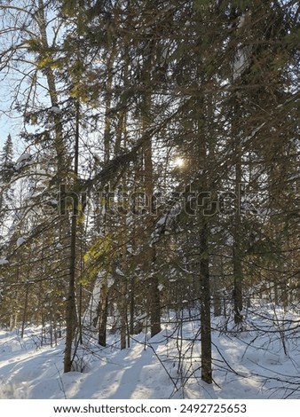 view from Mount Aigir in Bashkiria in winter on a sunny frosty day, Beloretsk