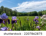 View of Mount Ascutney and  Connecticut River Valley. Purple iris, and Columbine flowers in the foreground. View from Saint-Gaudens National Historic Site.