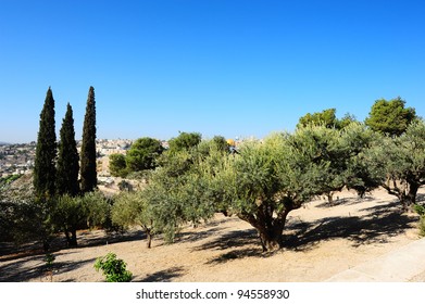 6,247 Olive Trees Israel Images, Stock Photos & Vectors | Shutterstock