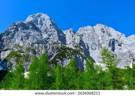 View of Špik mountain from bellow with larch (Larix decidua) trees in Julian alps Gorenjska, Slovenia