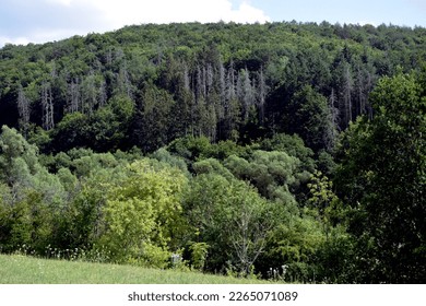 View of the mountain covered with trees