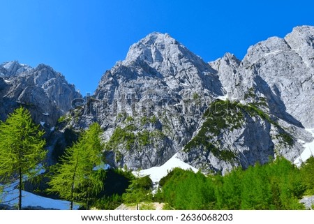 View of Špik mountain with larch (Larix decidua) trees bellow in Gorenjska, Slovenia