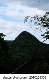 view of a mountain overgrown with trees