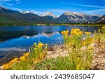 View of mountain peaks on a sunny afternoon from Twin Lakes, Colorado with yellow wildflowers in the foreground and reflections on the water