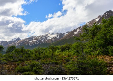 View of a mountain range in the background, with snow on the peaks.  lush green trees and peat moss in the foreground.  Blue sky with a couple of white clouds.