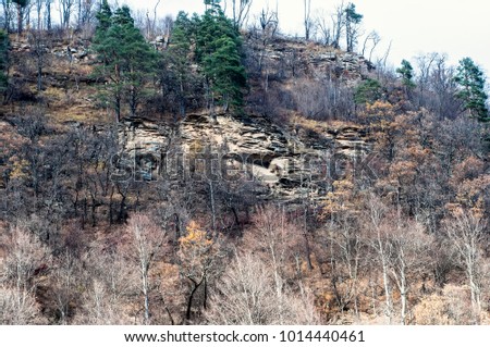 view of the mountain slope with dry trees