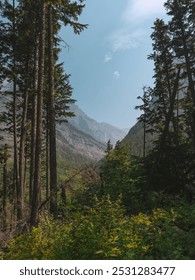 View of mountains through trees