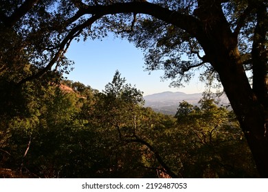 View Of Mt Diablo In The Forest