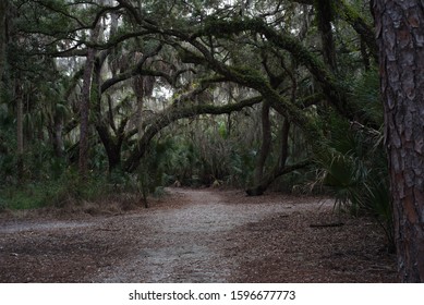 View Of Multiple Paths In A Forest Setting. Trees Overhanging Pathways.