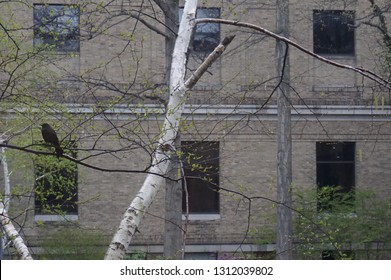 A View Of Museum Of Fine Arts In Boston (MFA) In Spring