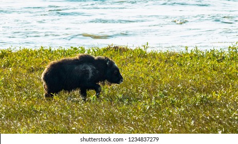 A View Of A Musk Ox Baby On The Arctic Plain Along The Dalton Highway In Alaska, USA