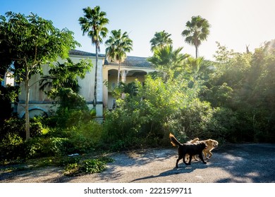 View Of Nassau New Providence On Island Bahamas, USA