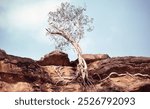 View of a native tree clinging on to a section of rock face on an escarpment, Northern Territory, Australia