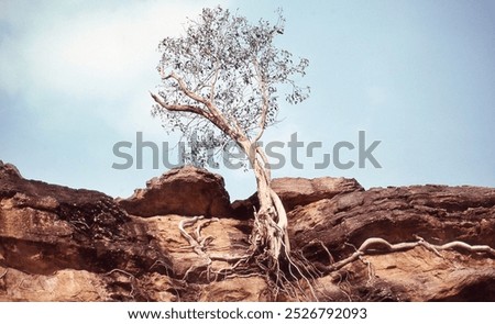 View of a native tree clinging on to a section of rock face on an escarpment, Northern Territory, Australia