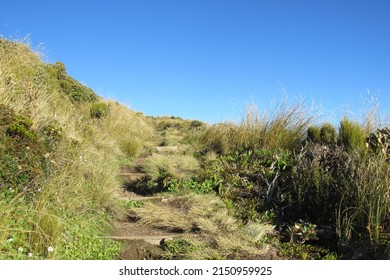 A View Of Nature In Egmont National Park, New Zealand