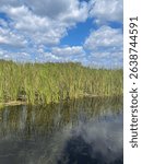 View of nature grass in a marsh