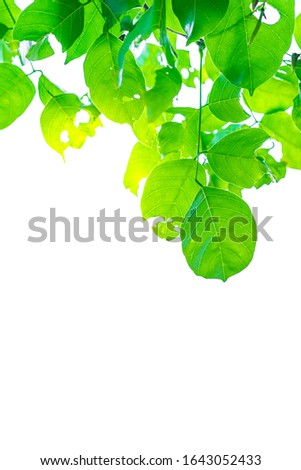 ฺBeautiful view of nature green leaves onwhite background