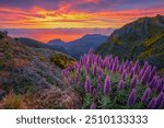 View near Pico do Arieiro of mountains over clouds with Pride of Madeira flowers and blooming Cytisus shrubs on sunrise with colorful sky. Madeira island, Portugal